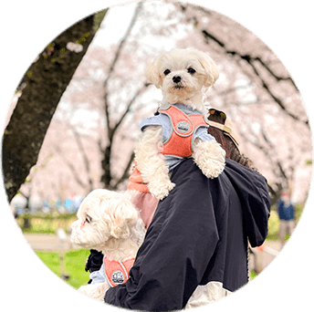 momoの顔写真