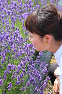 ラベンダー園